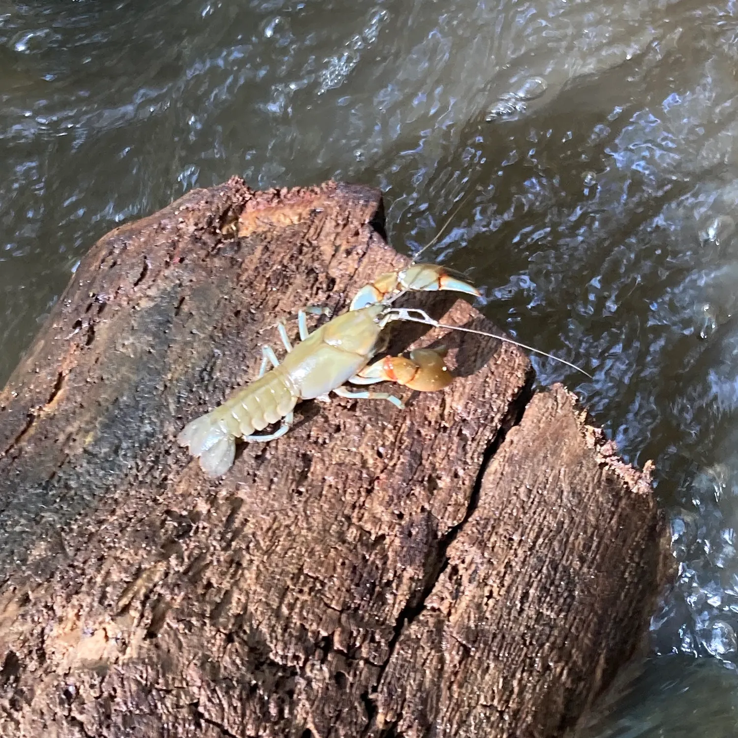 The most recent Common yabby catches on Fishbrain