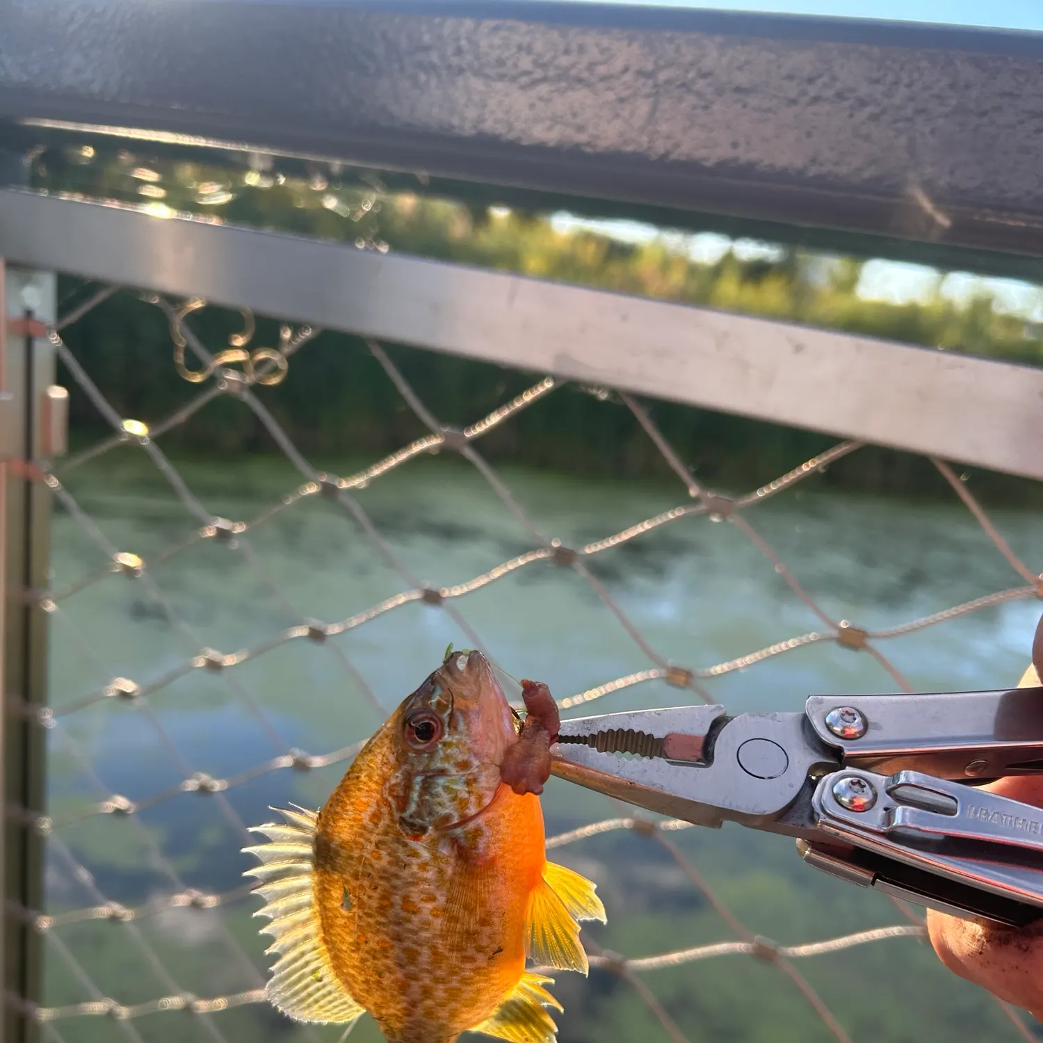 Pumpkinseed caught on Fishbrain