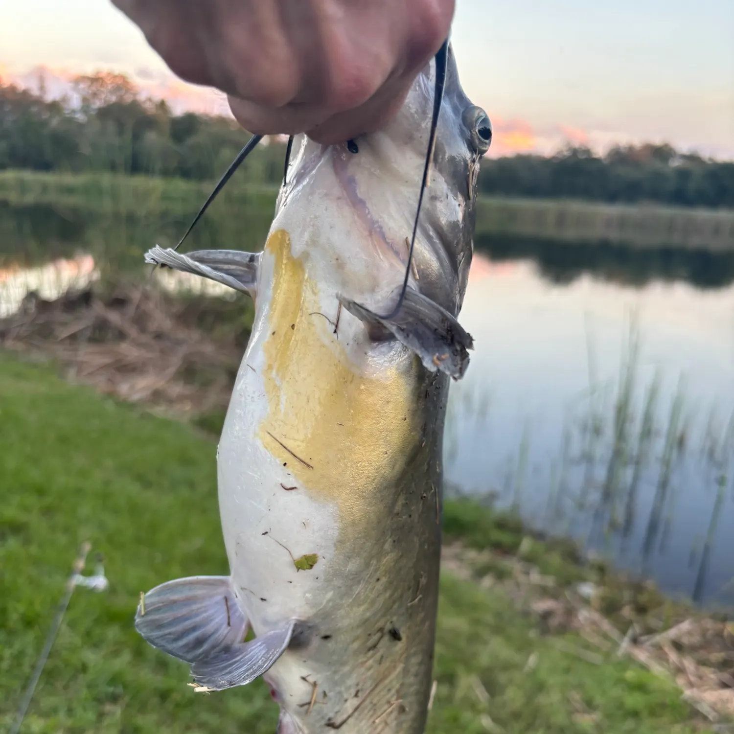 Channel catfish caught on Fishbrain