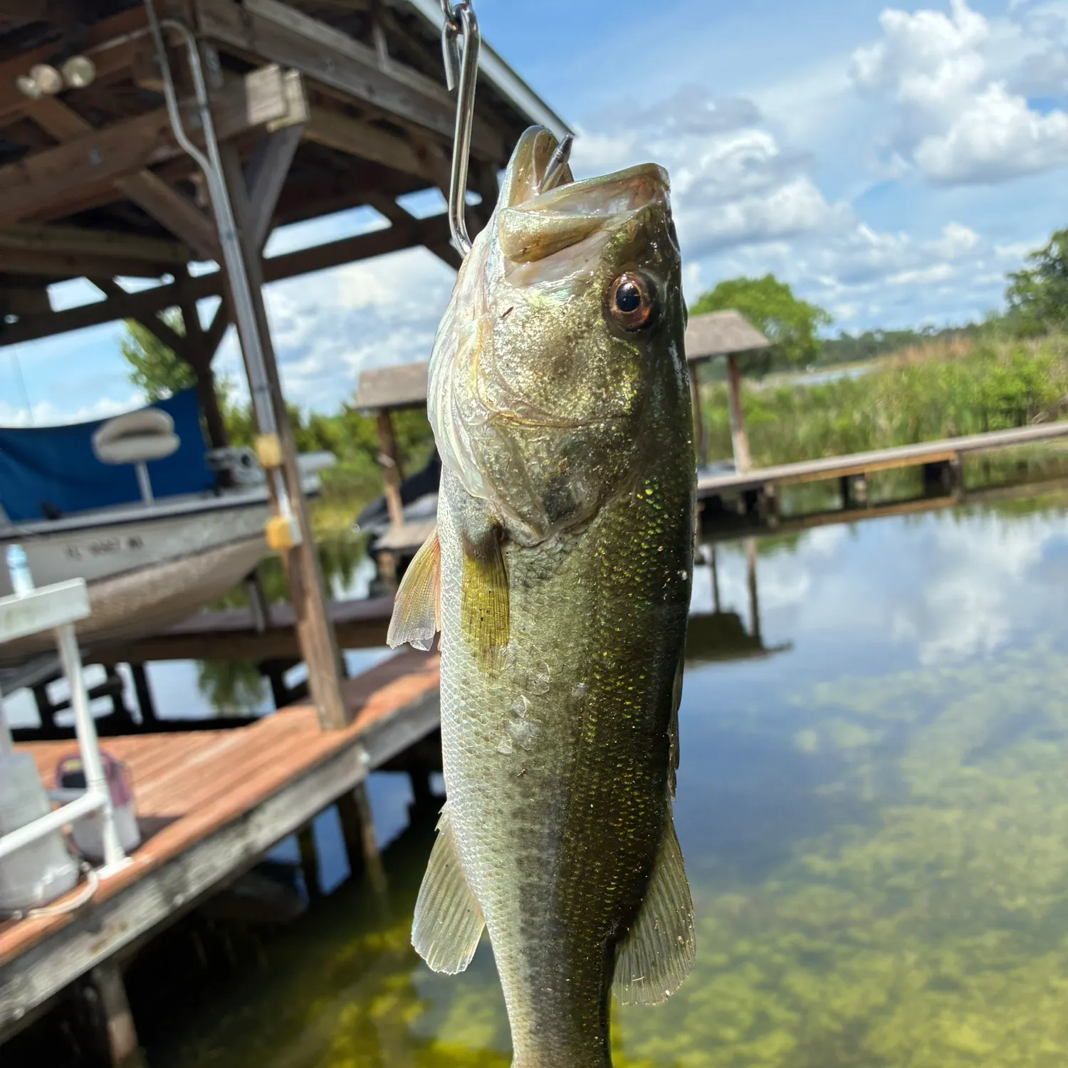 Florida bass caught on Fishbrain