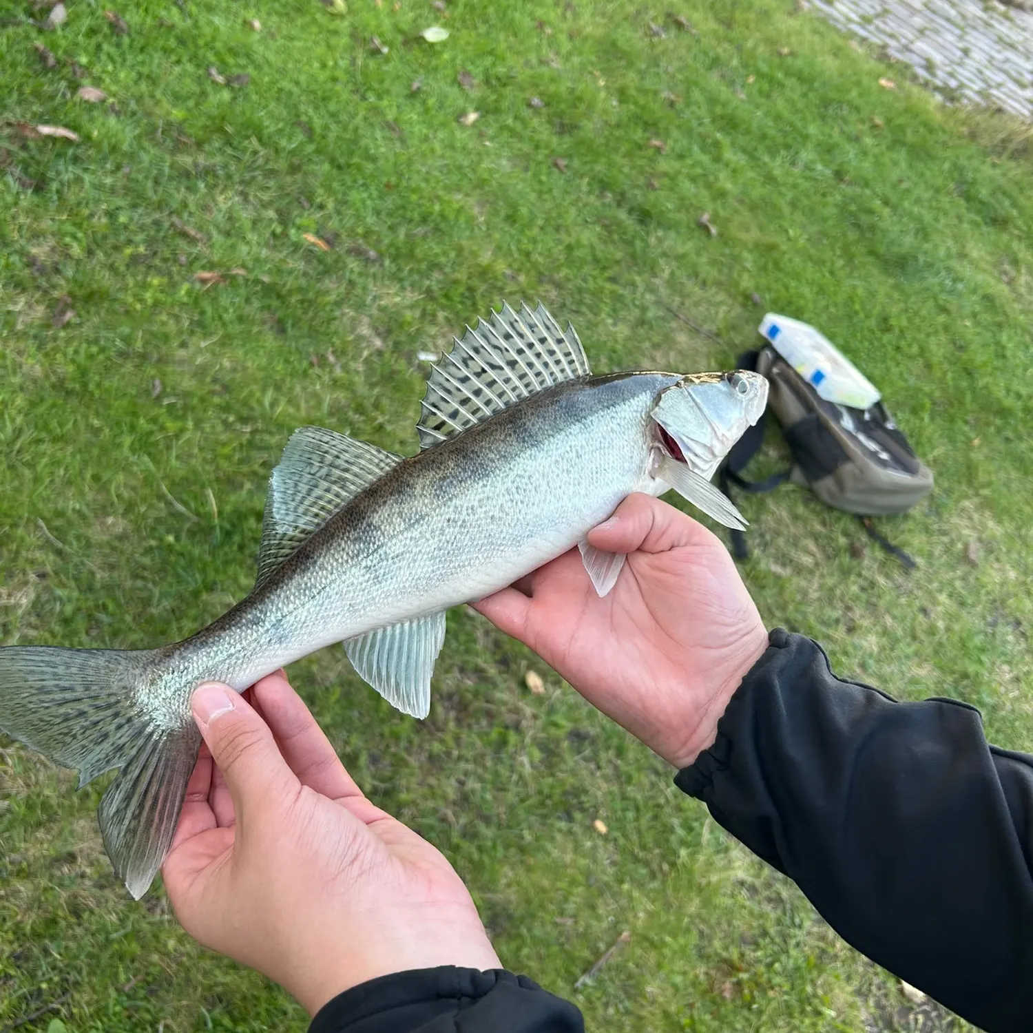 Zander caught on Fishbrain