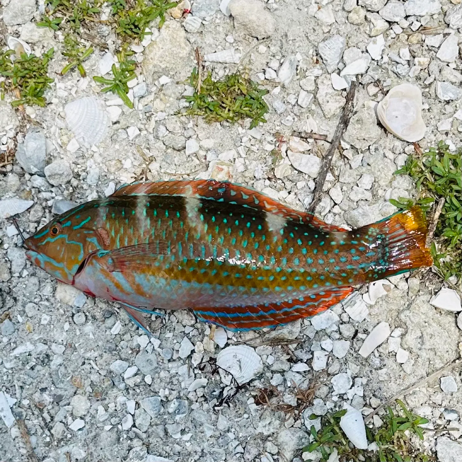 The most recent Puddingwife wrasse catches on Fishbrain