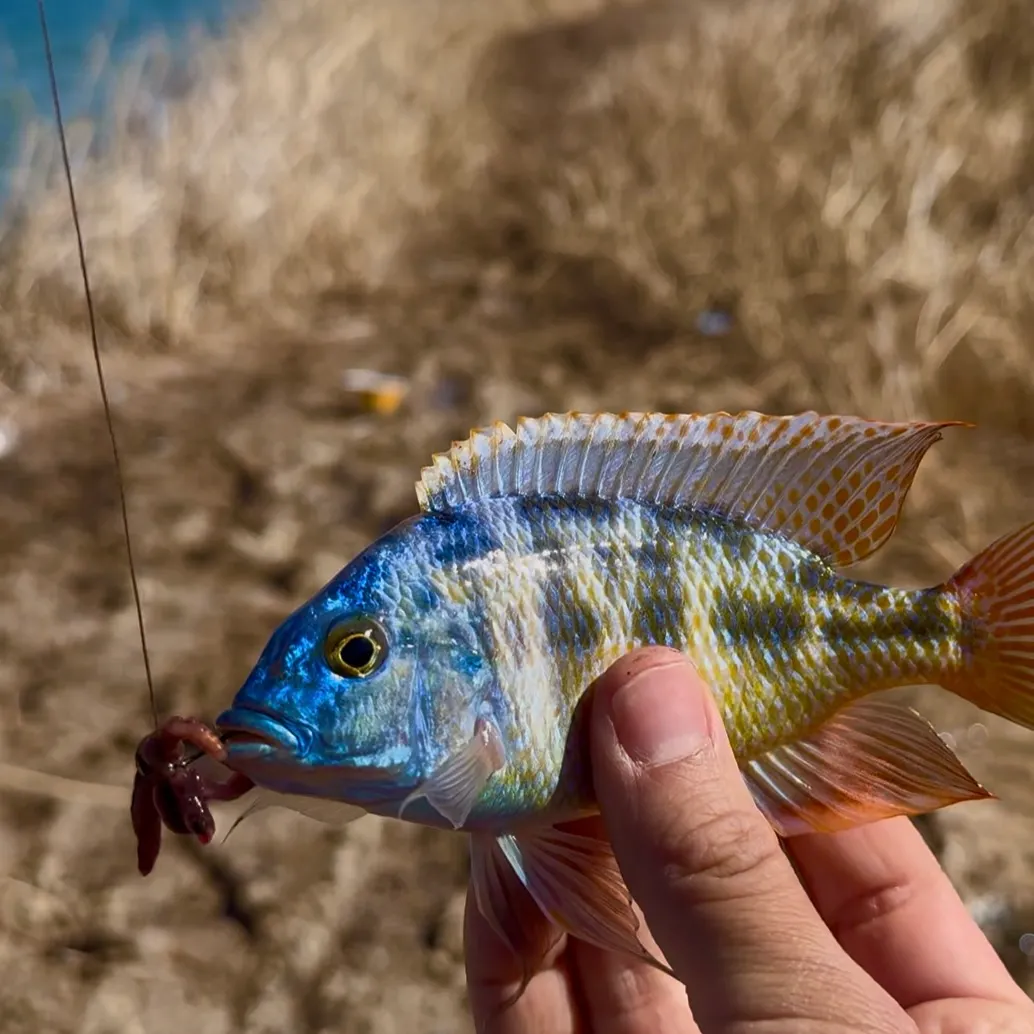 The most recent Giraffe cichlid catches on Fishbrain