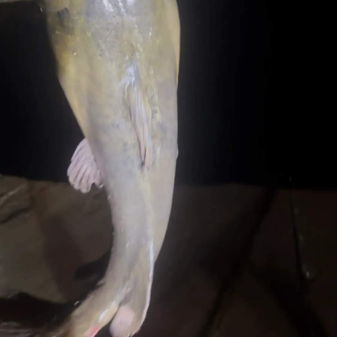 Flathead catfish caught on Fishbrain