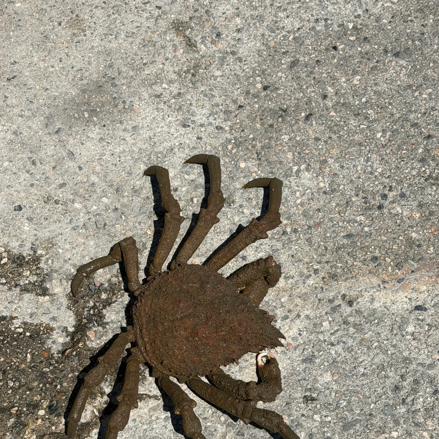 The most recent Sheep crab catches on Fishbrain
