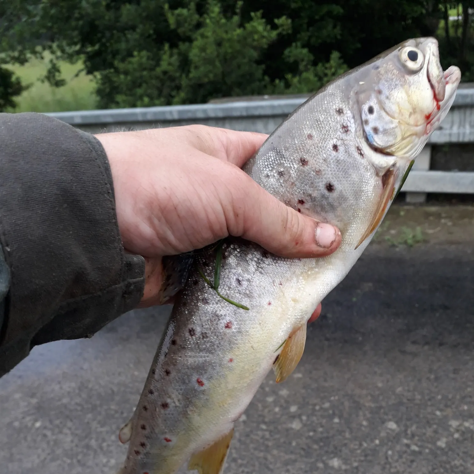 recently logged catches