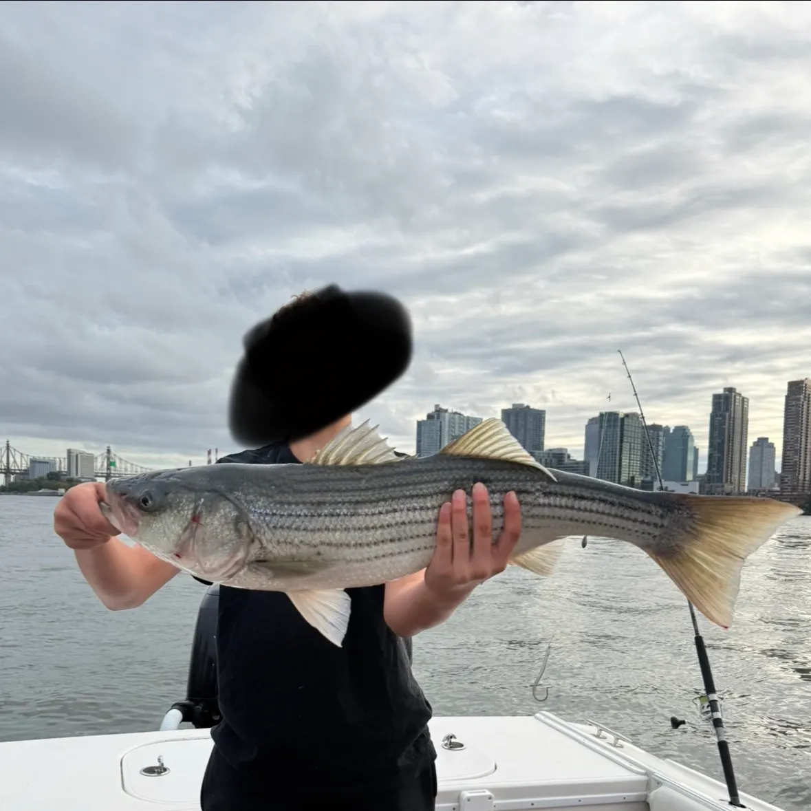 Striped bass caught on Fishbrain