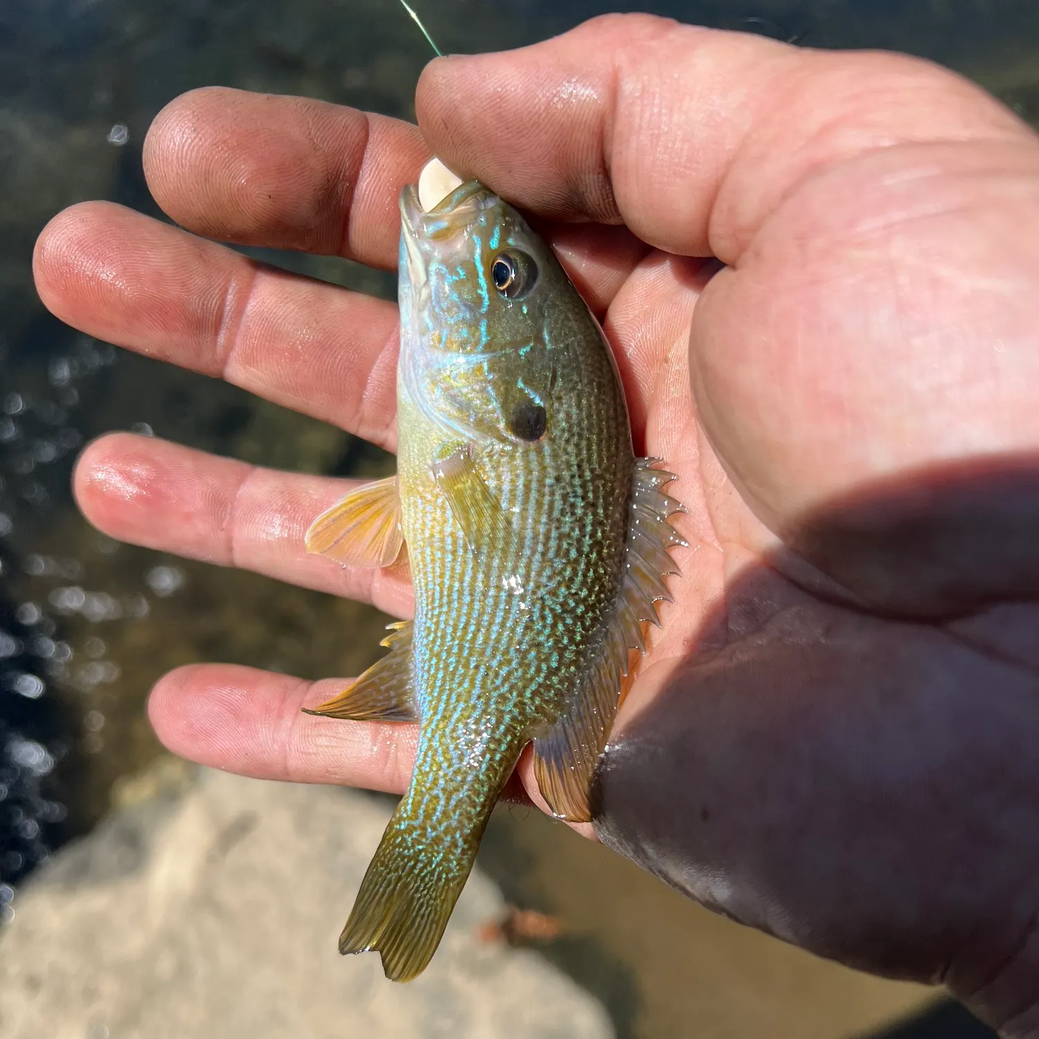 Green sunfish caught on Fishbrain