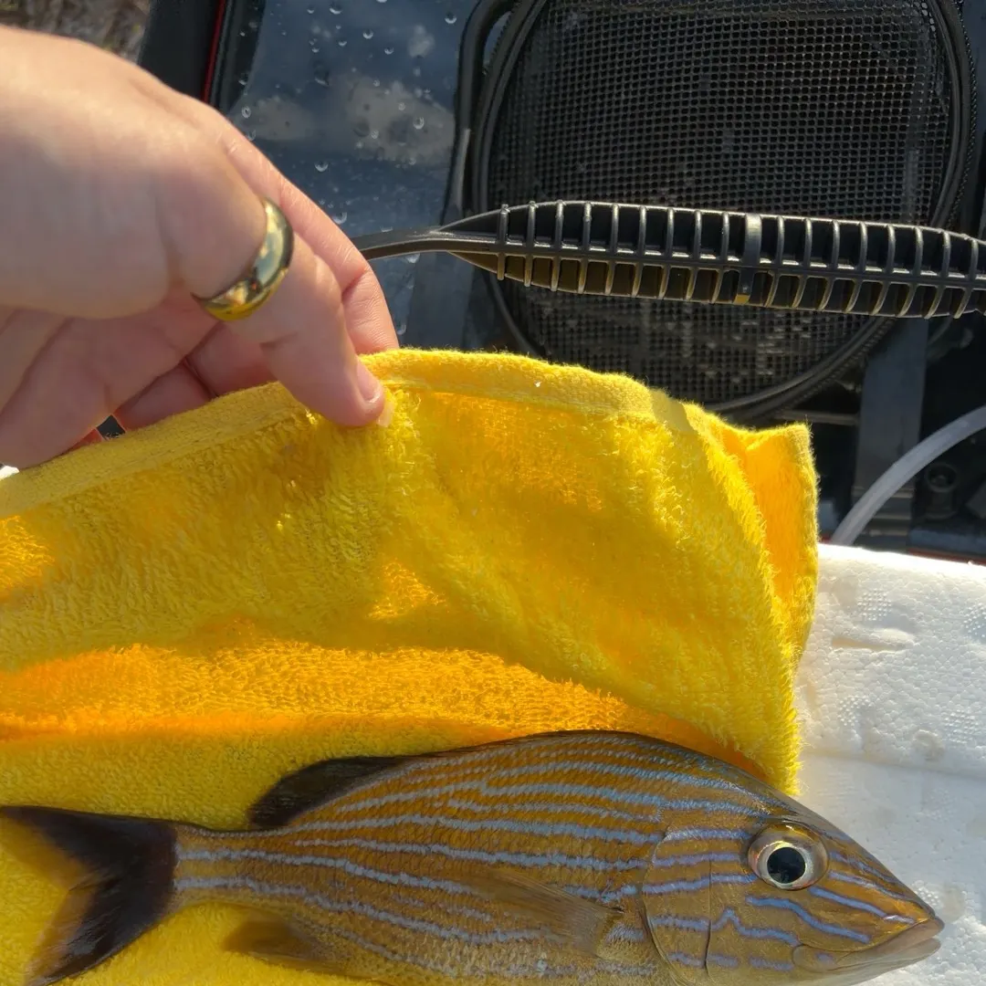 The most recent Bluestriped grunt catches on Fishbrain