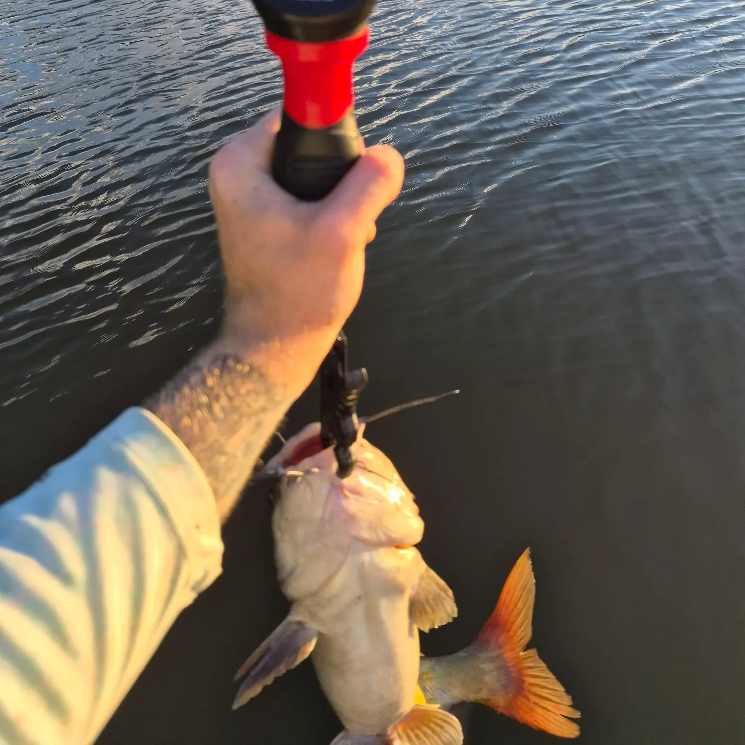 Channel catfish caught on Fishbrain