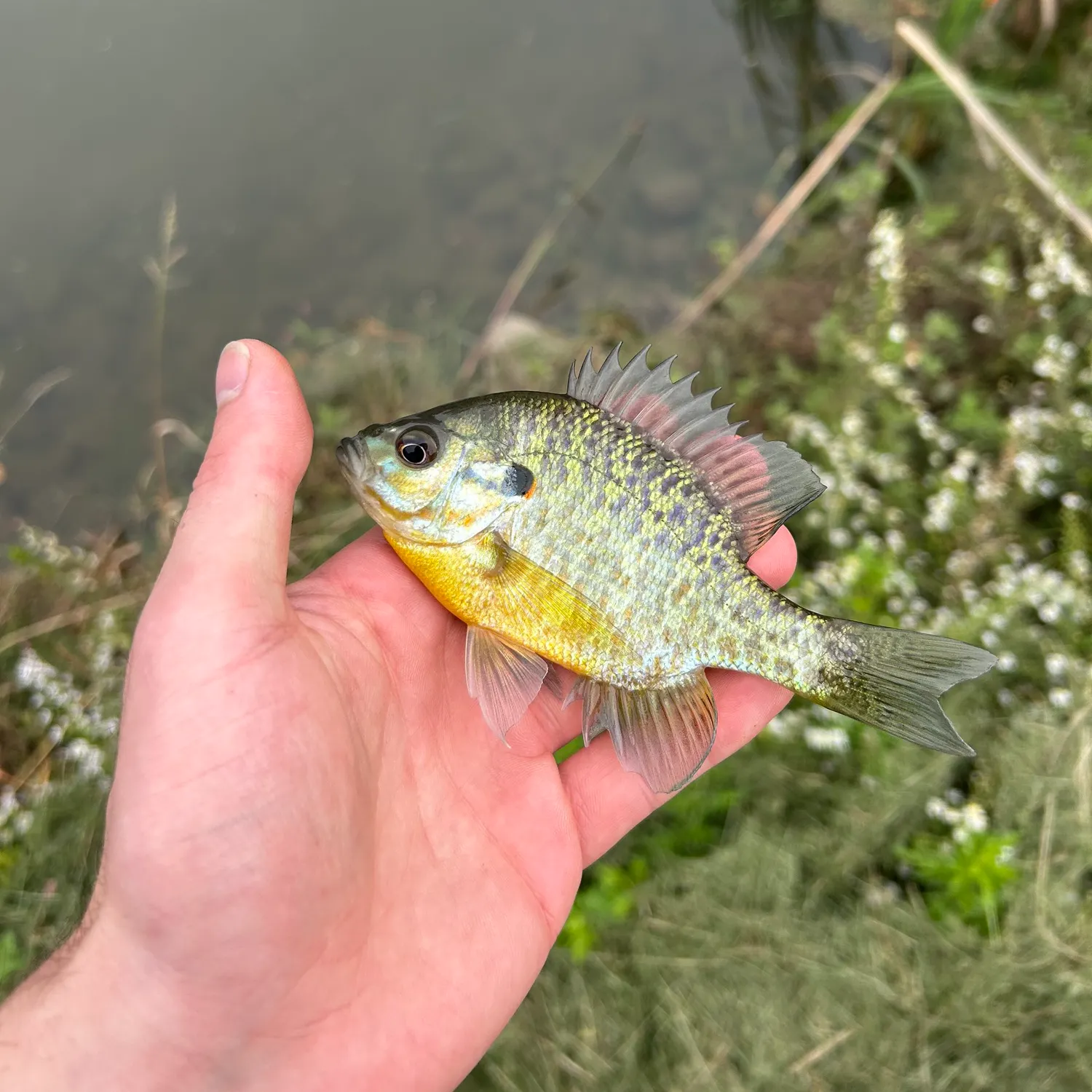 Pumpkinseed caught on Fishbrain