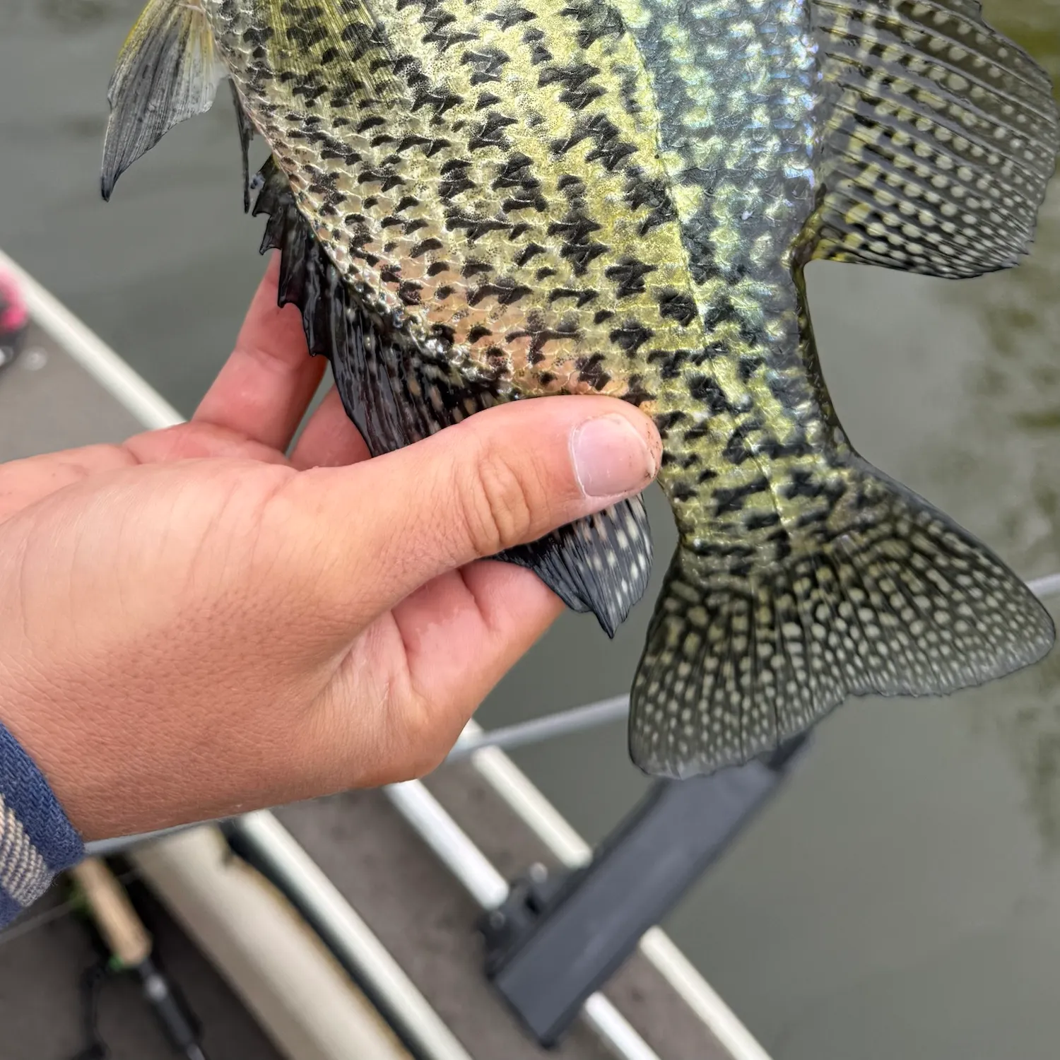 Black crappie caught on Fishbrain