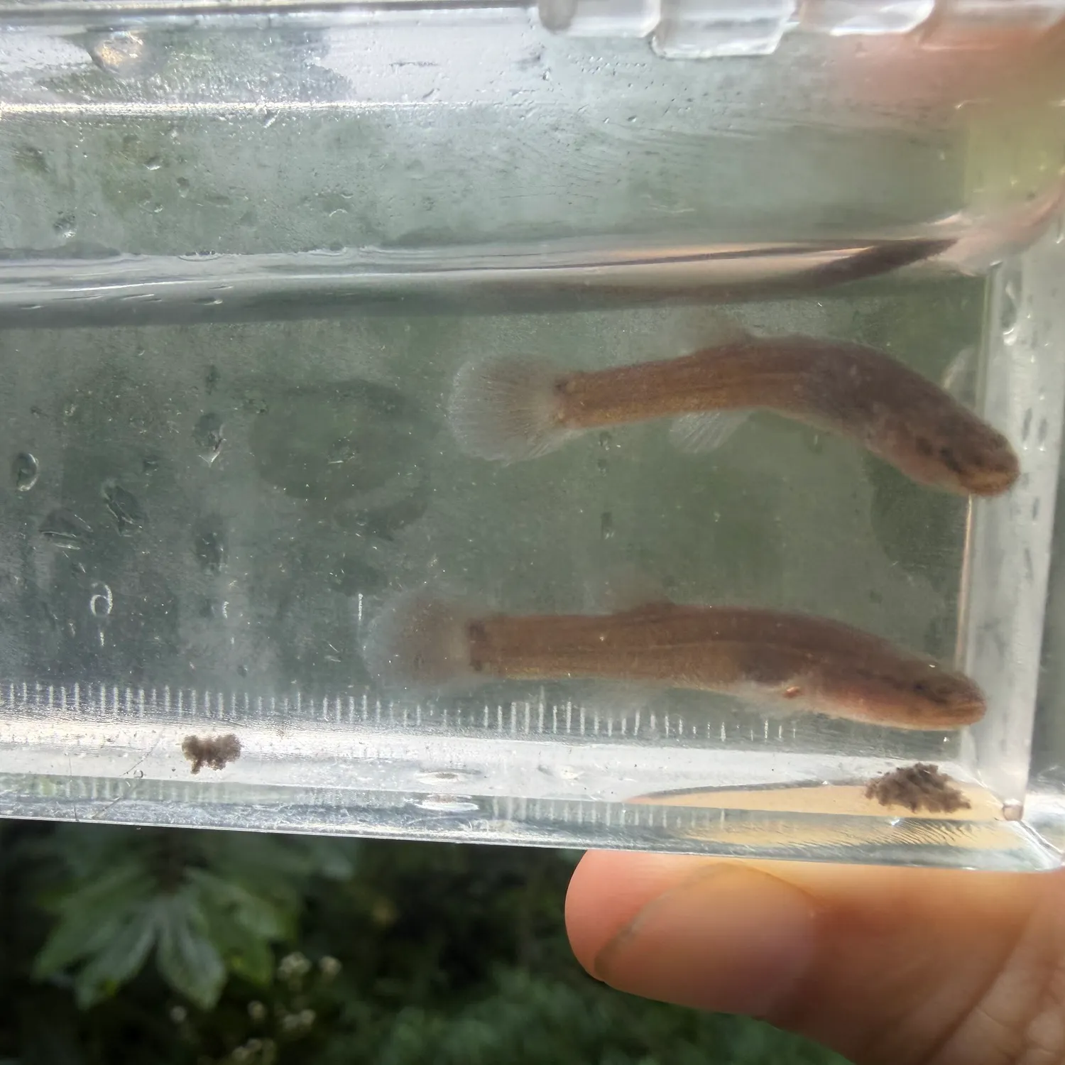 The most recent Shawnee Hills cavefish catches on Fishbrain