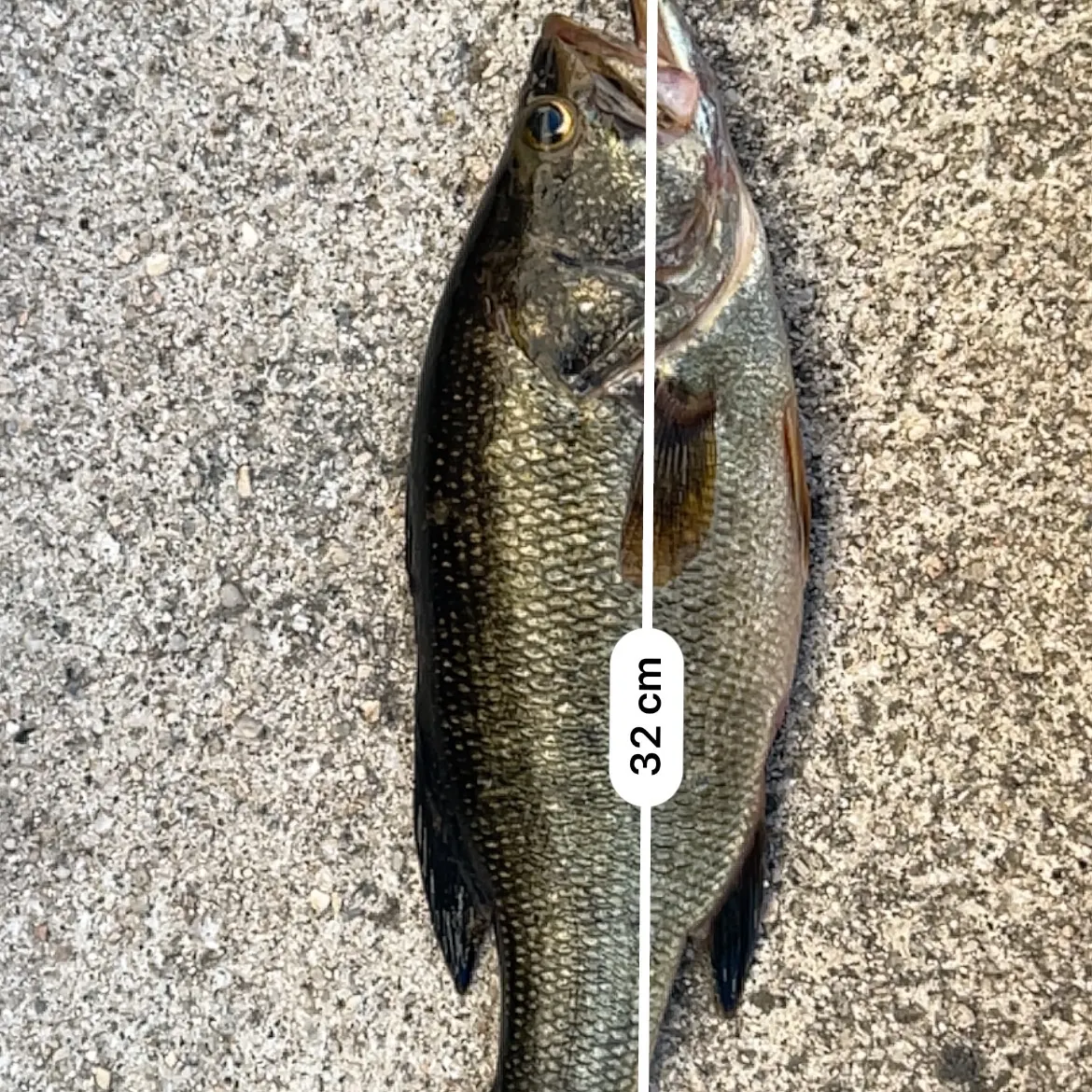 Largemouth bass caught on Fishbrain