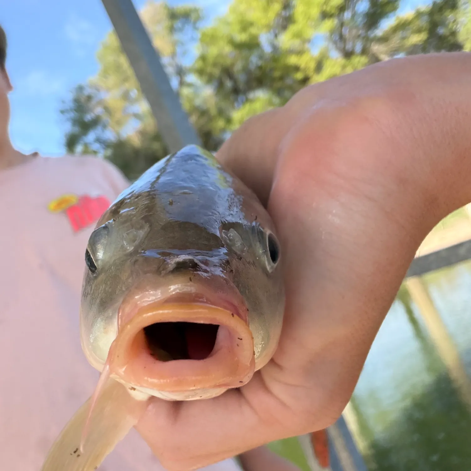 Common carp caught on Fishbrain