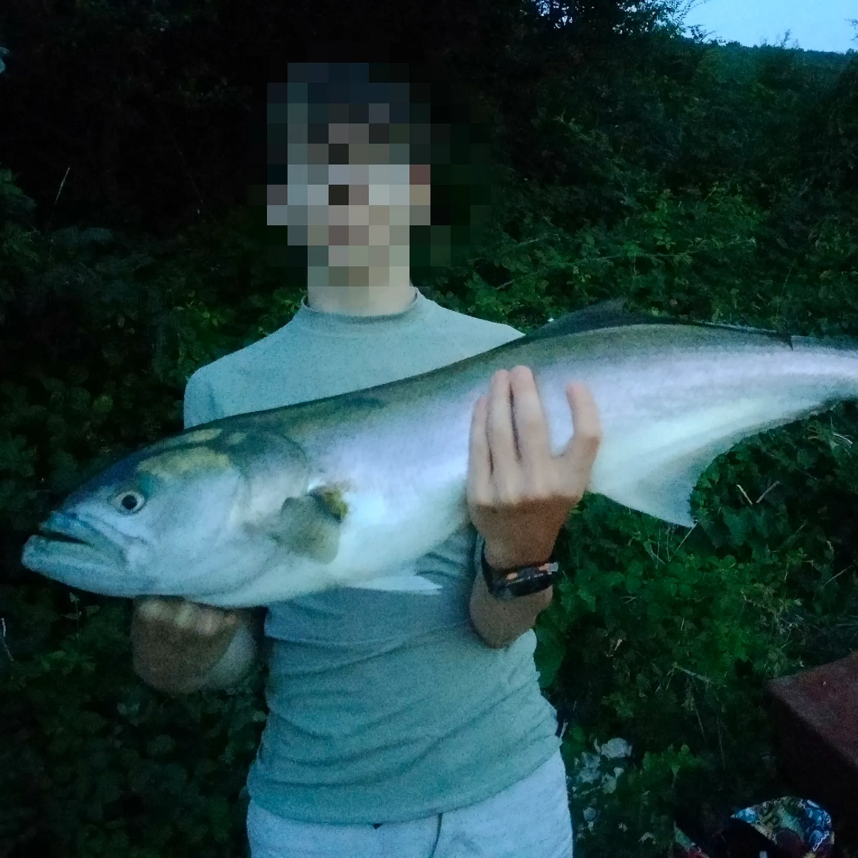 Bluefish caught on Fishbrain