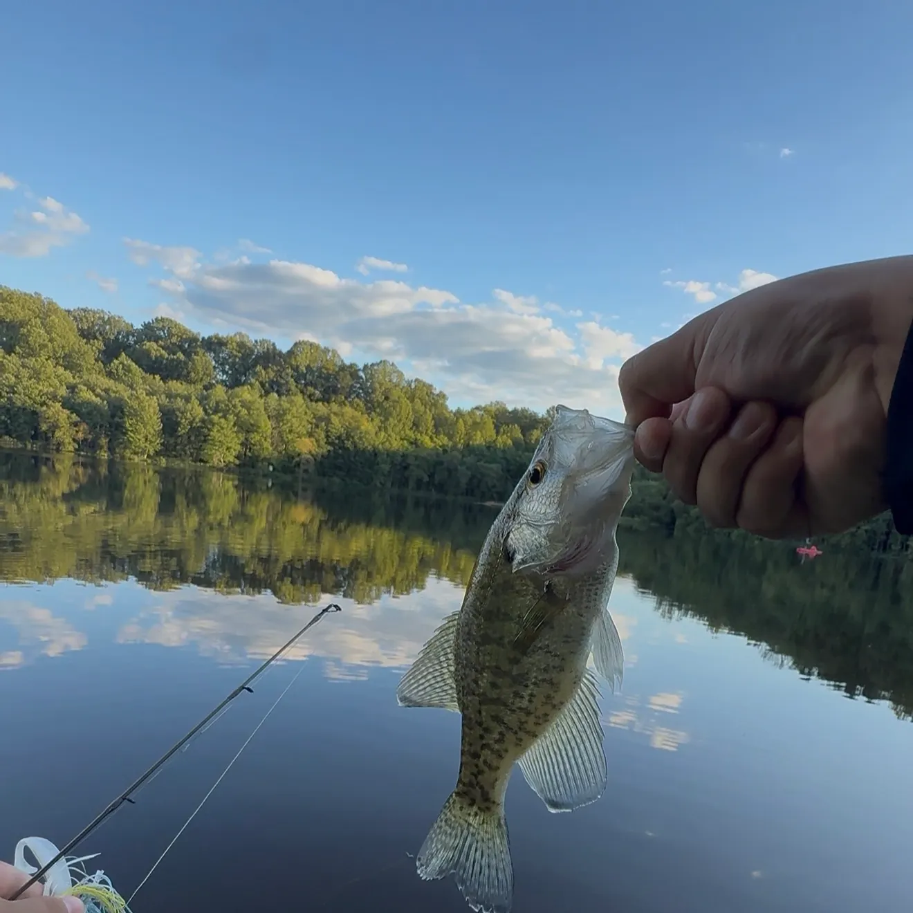 Black crappie caught on Fishbrain