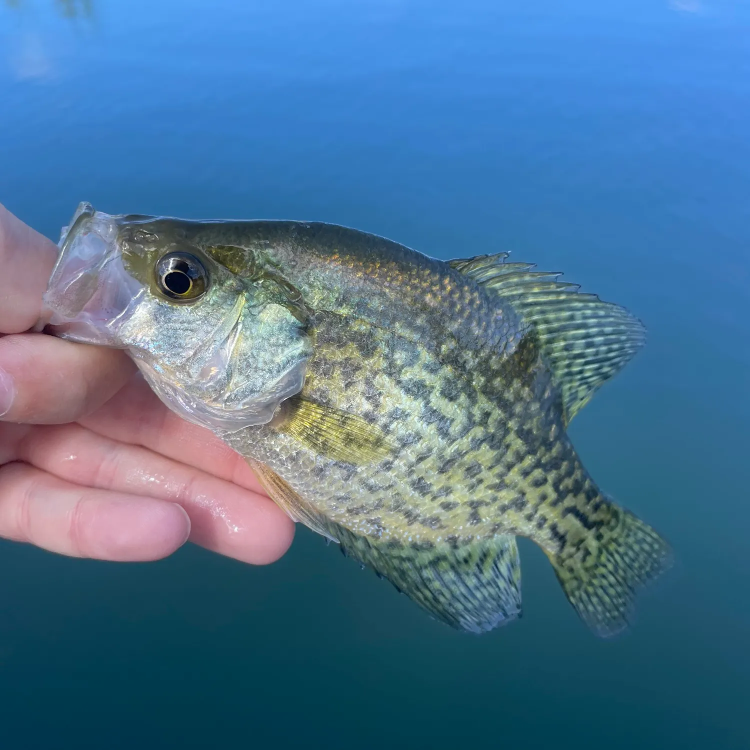 Black crappie caught on Fishbrain