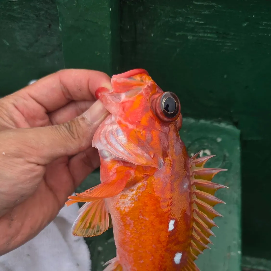 The most recent Rosy rockfish catches on Fishbrain