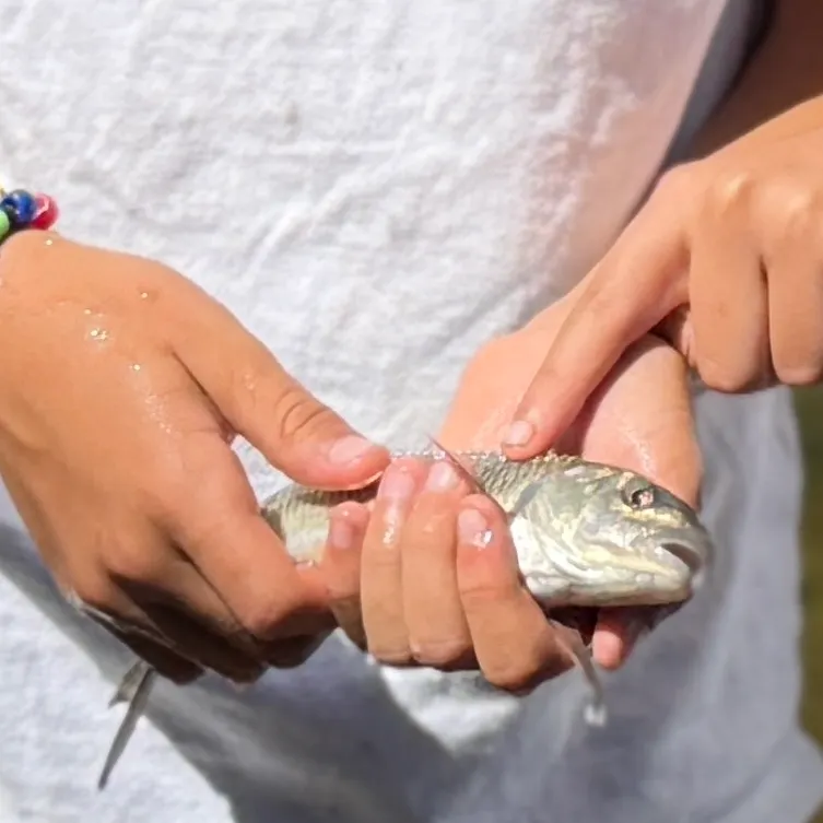 River chub caught on Fishbrain