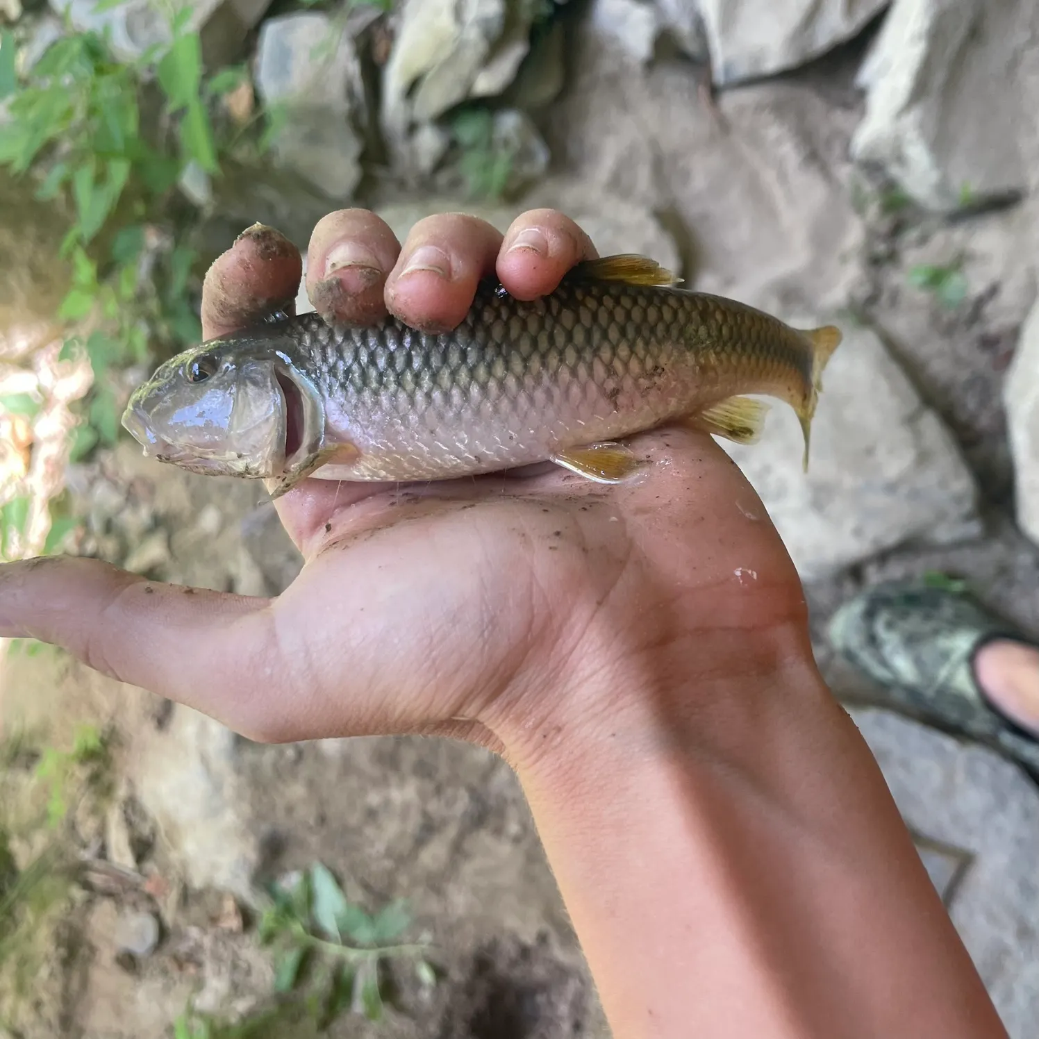 Hornyhead chub caught on Fishbrain