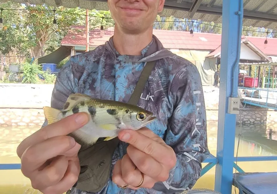 Banded archerfish