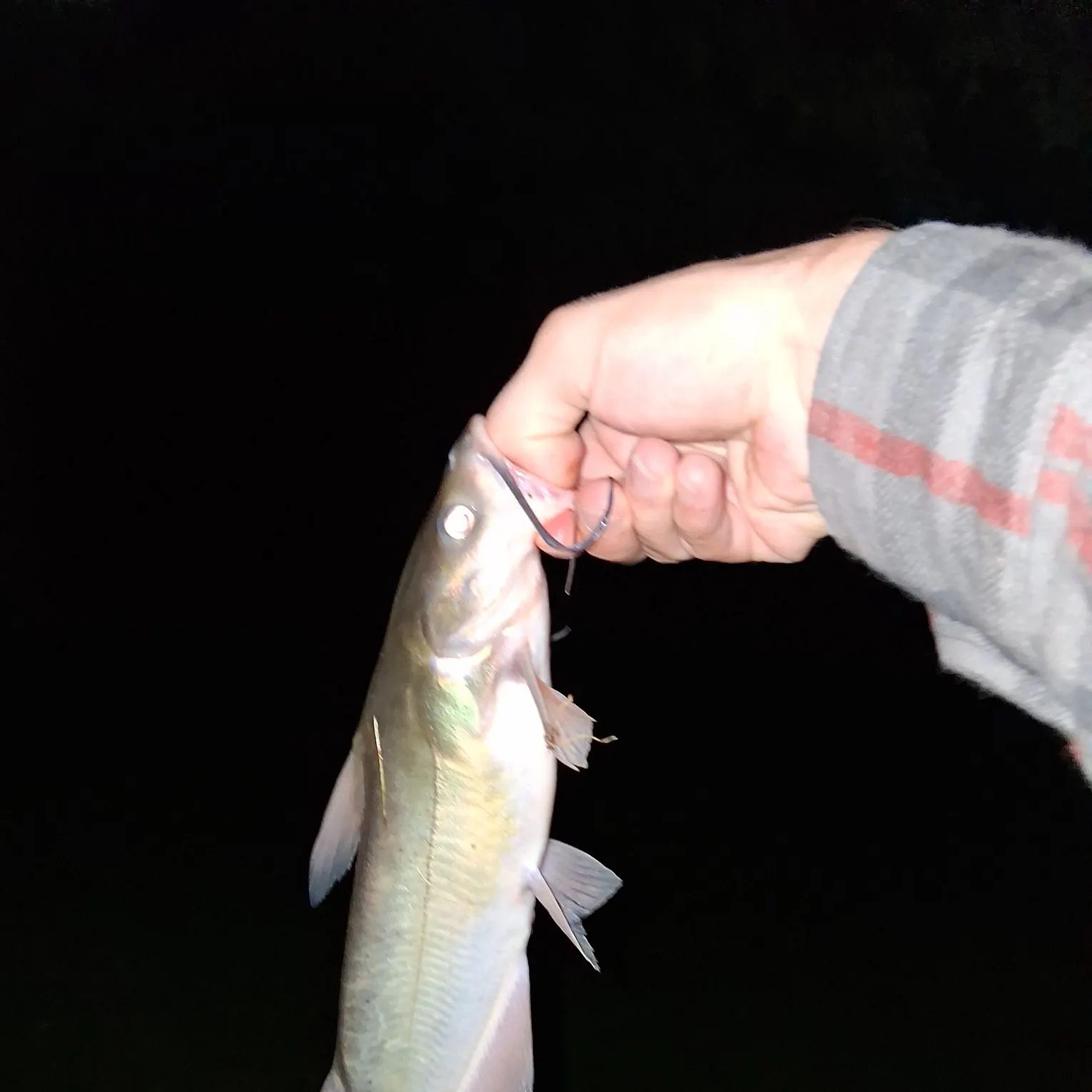Channel catfish caught on Fishbrain