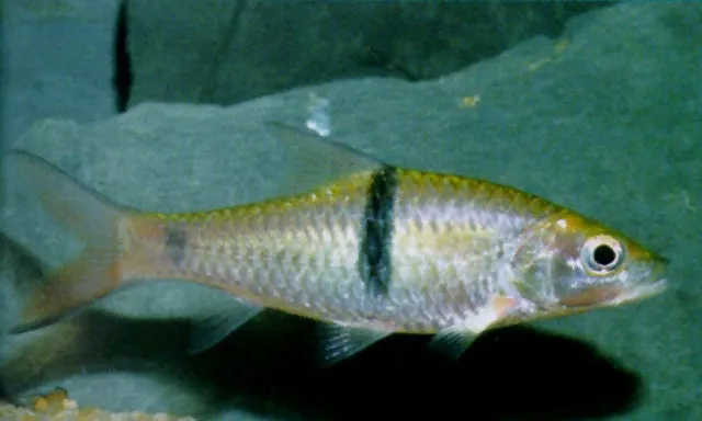 Hampala barb