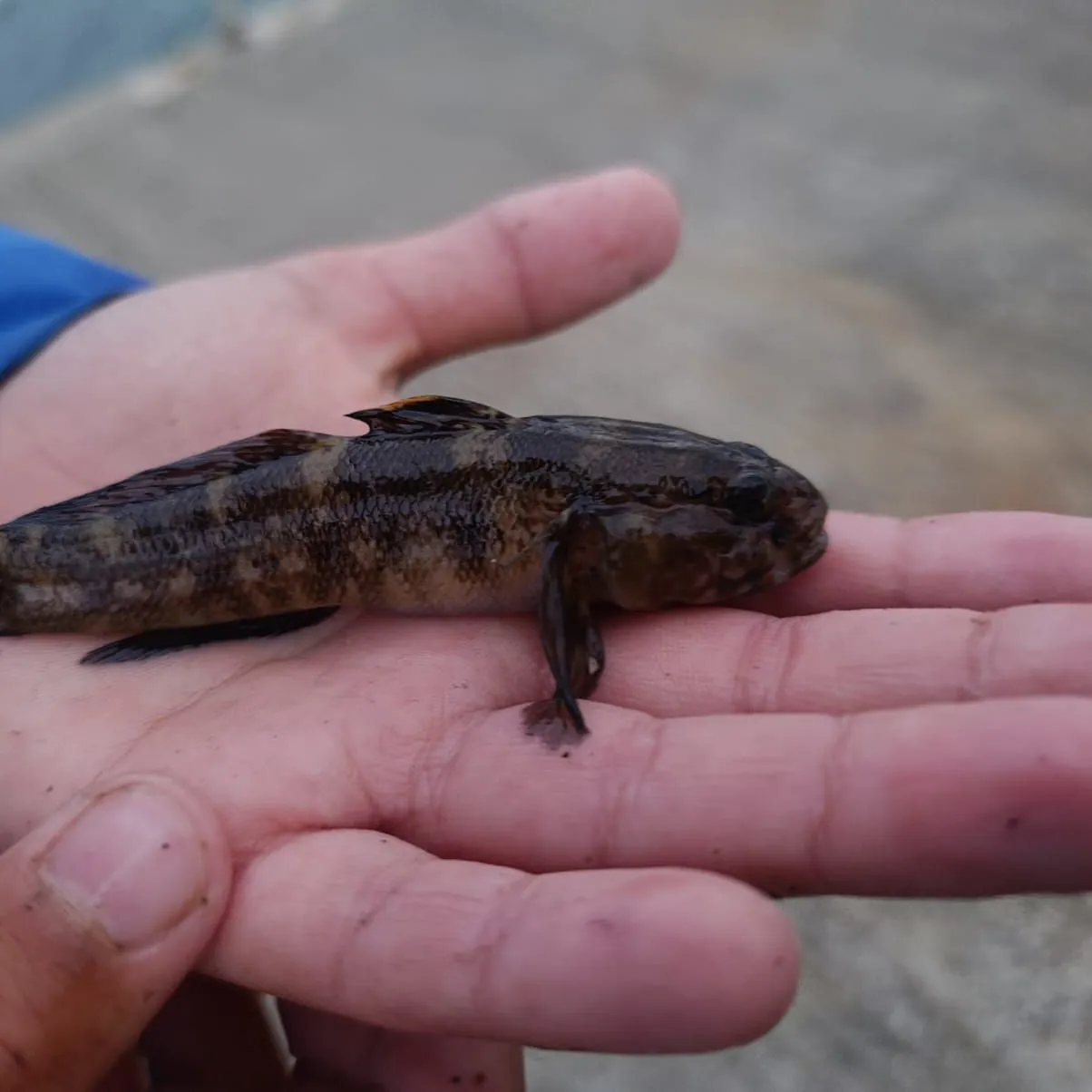 The most recent Rock goby catches on Fishbrain