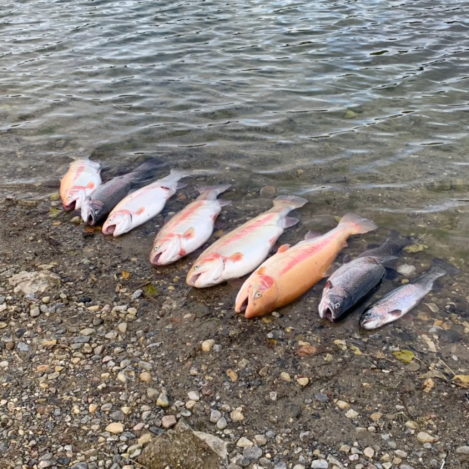 recently logged catches