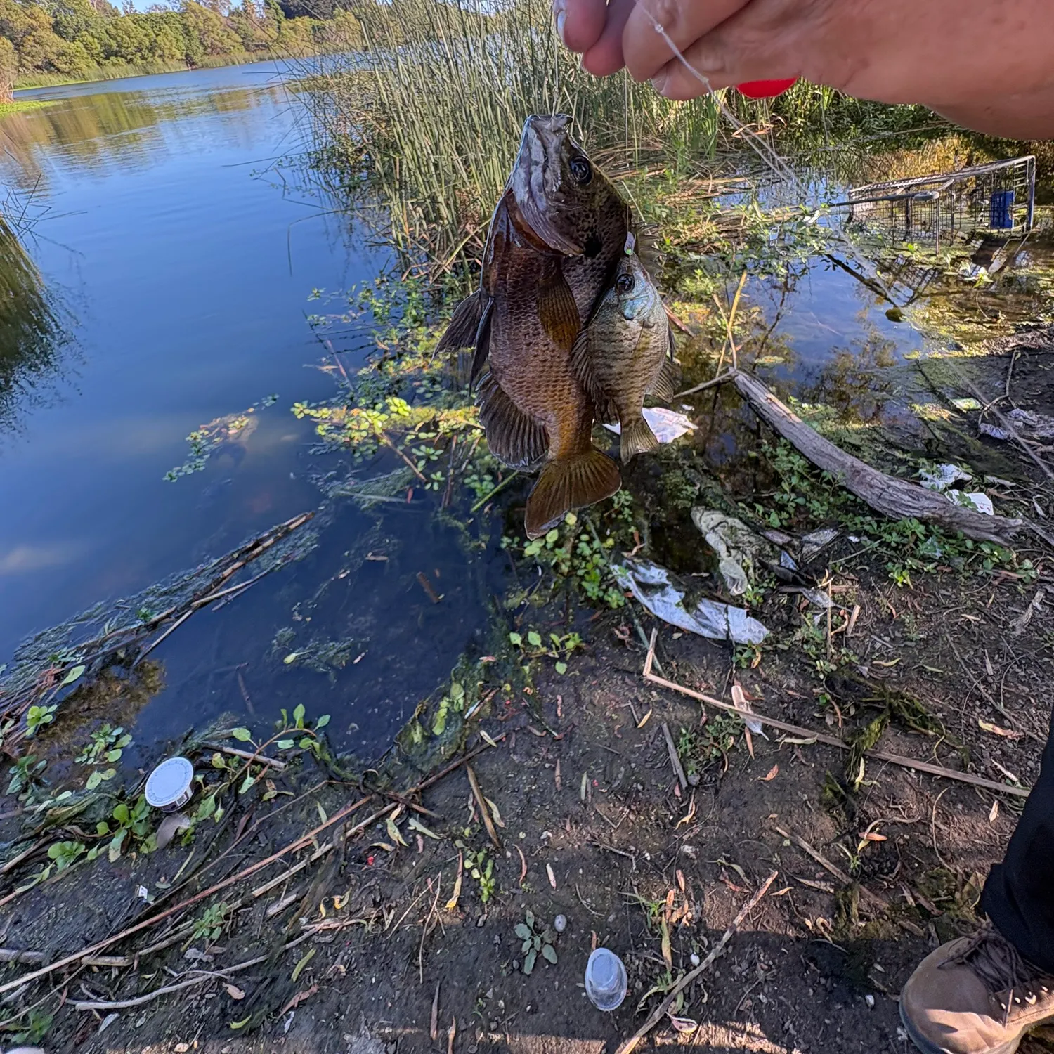 catch