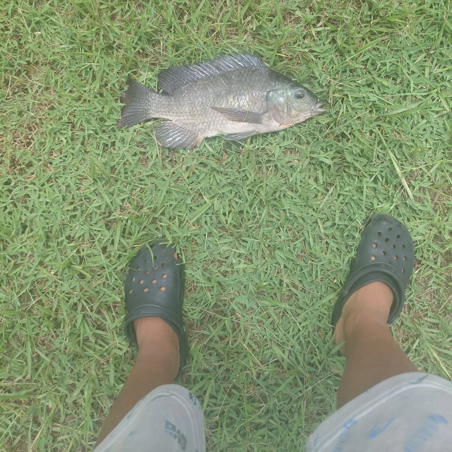 Nile tilapia caught on Fishbrain