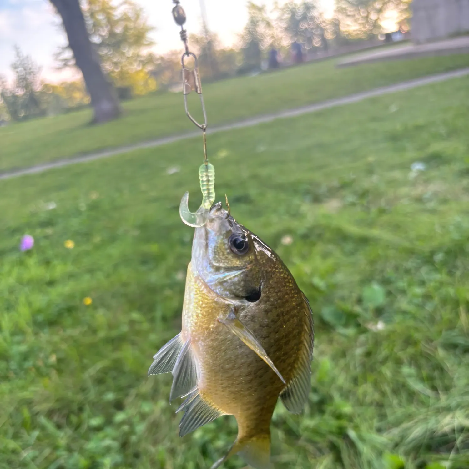 Bluegill caught on Fishbrain