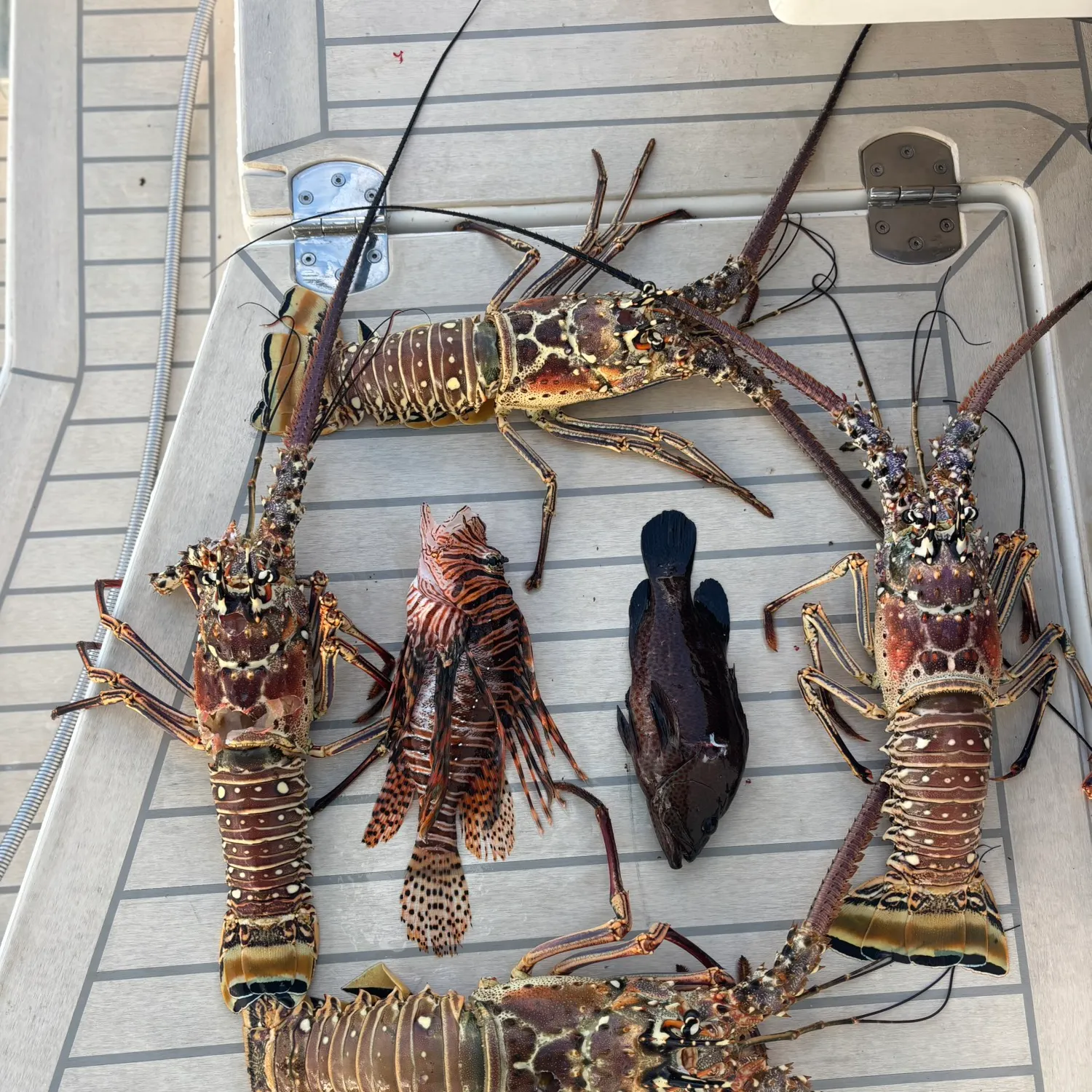 The most popular recent Caribbean spiny lobster catch on Fishbrain