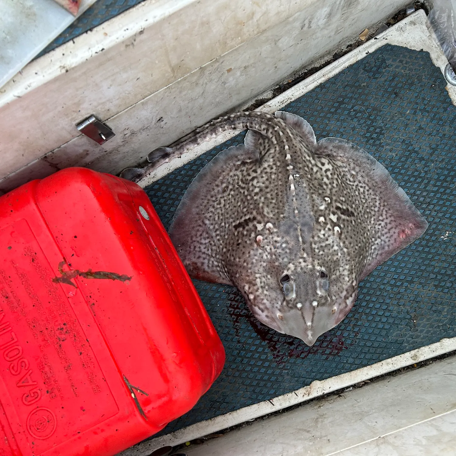 The most recent Thornback ray catches on Fishbrain