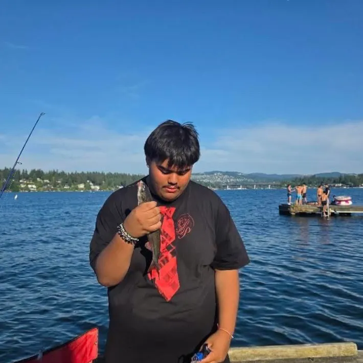 The most recent Peamouth catches on Fishbrain