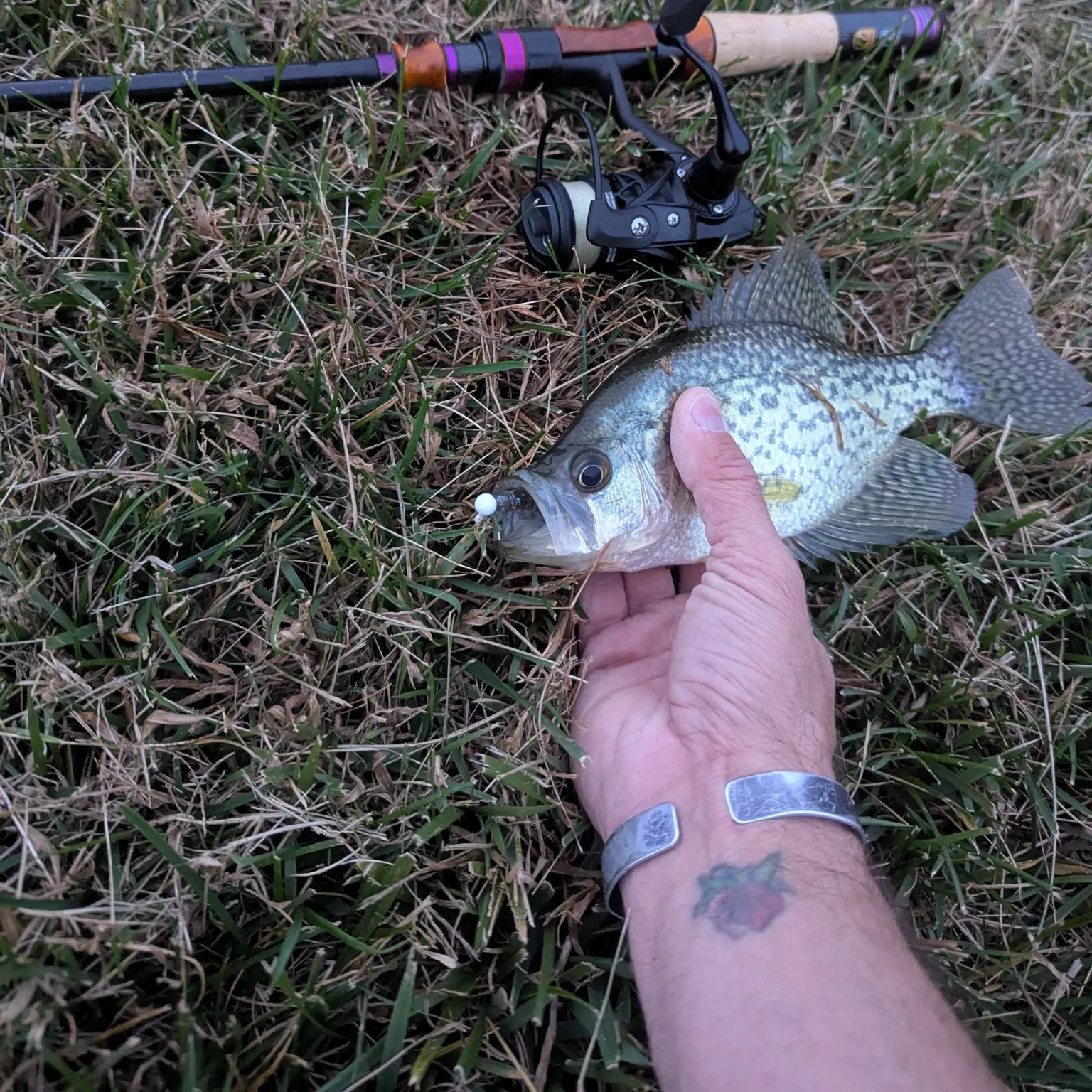 Black crappie caught on Fishbrain