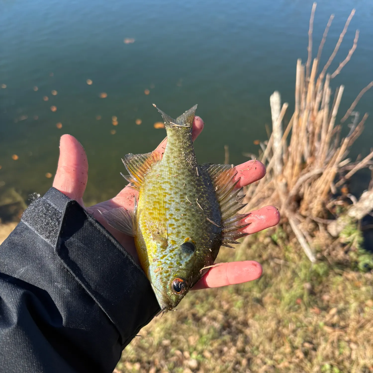 The most recent Spotted sunfish catches on Fishbrain