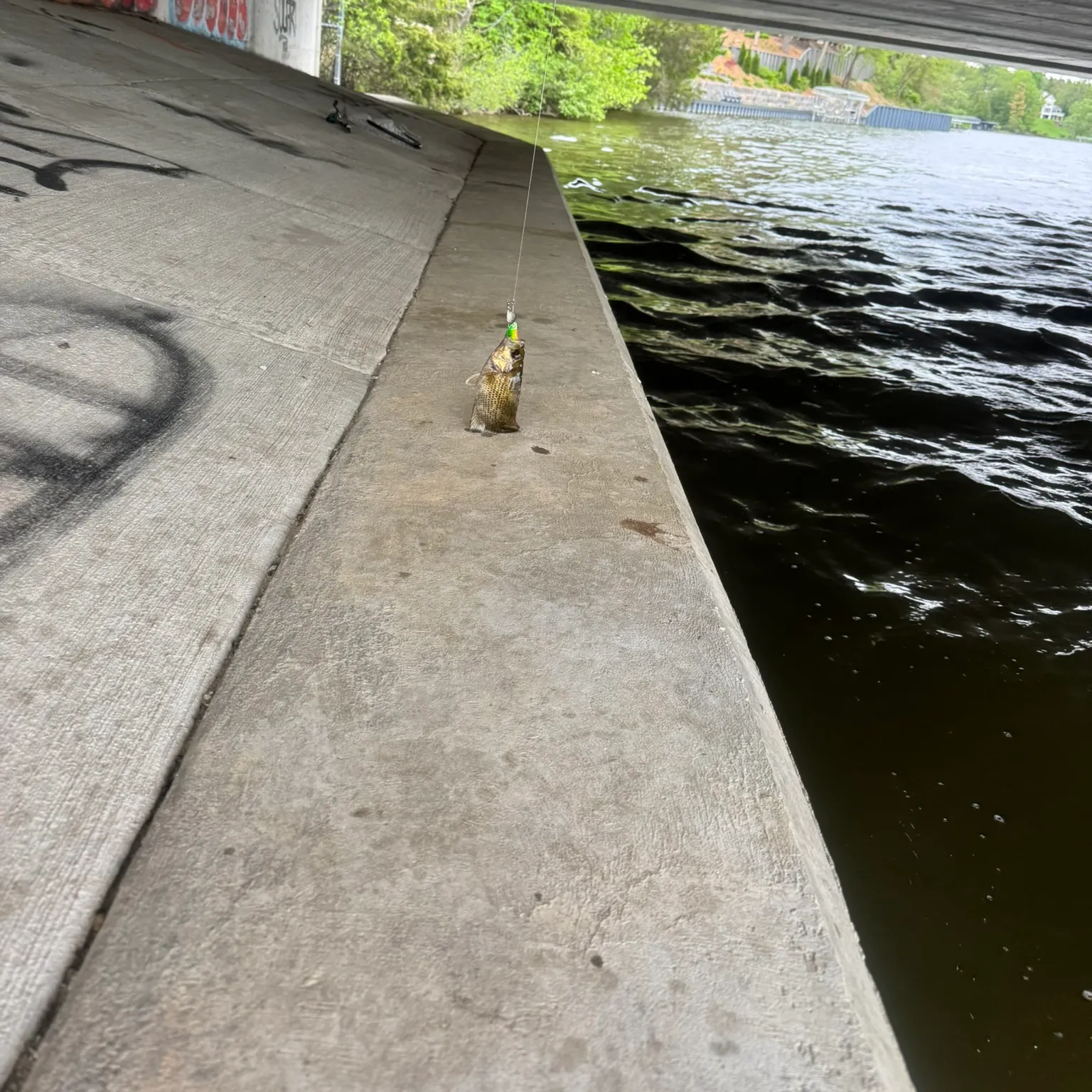 The most recent Rock bass catches on Fishbrain