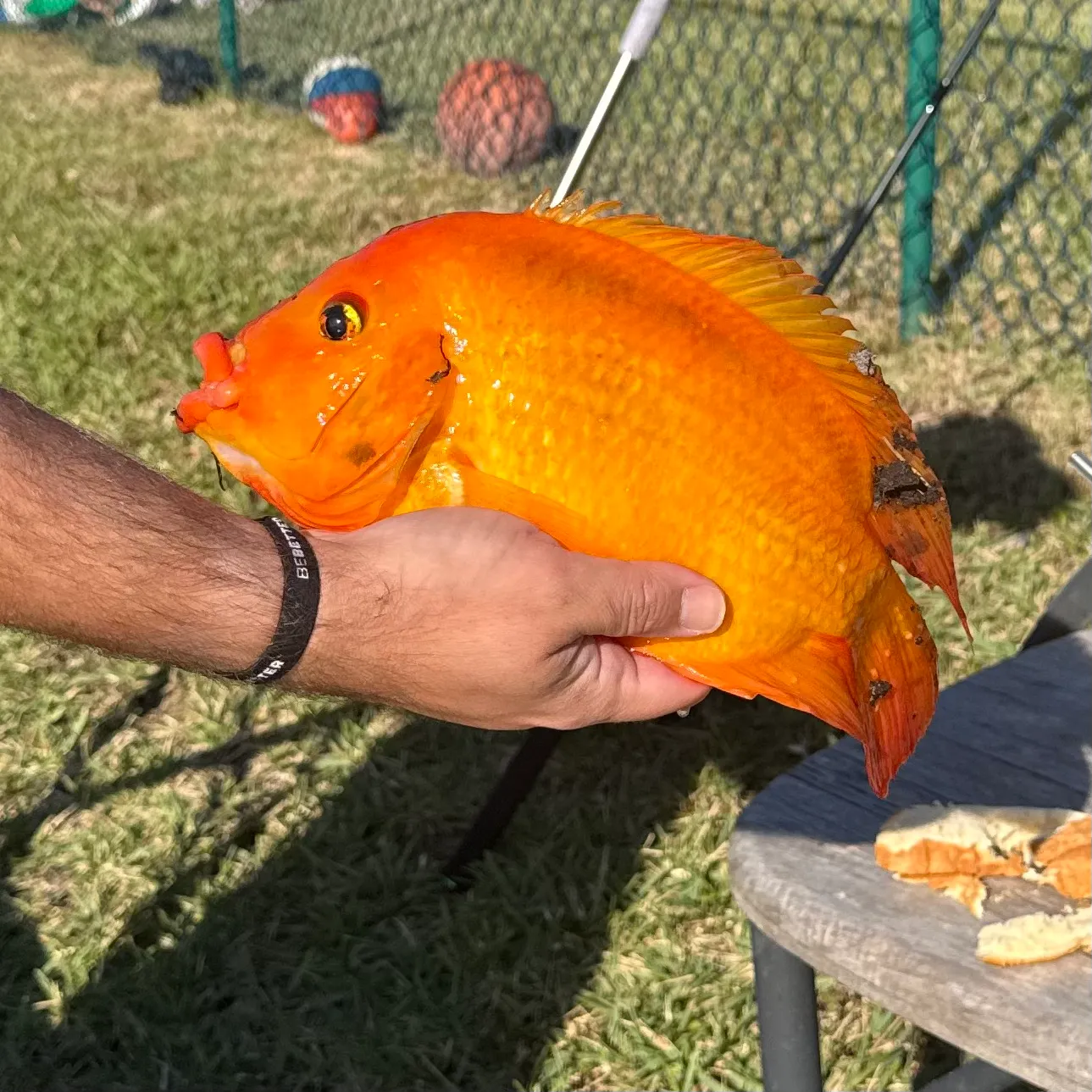 The most recent Midas cichlid catches on Fishbrain