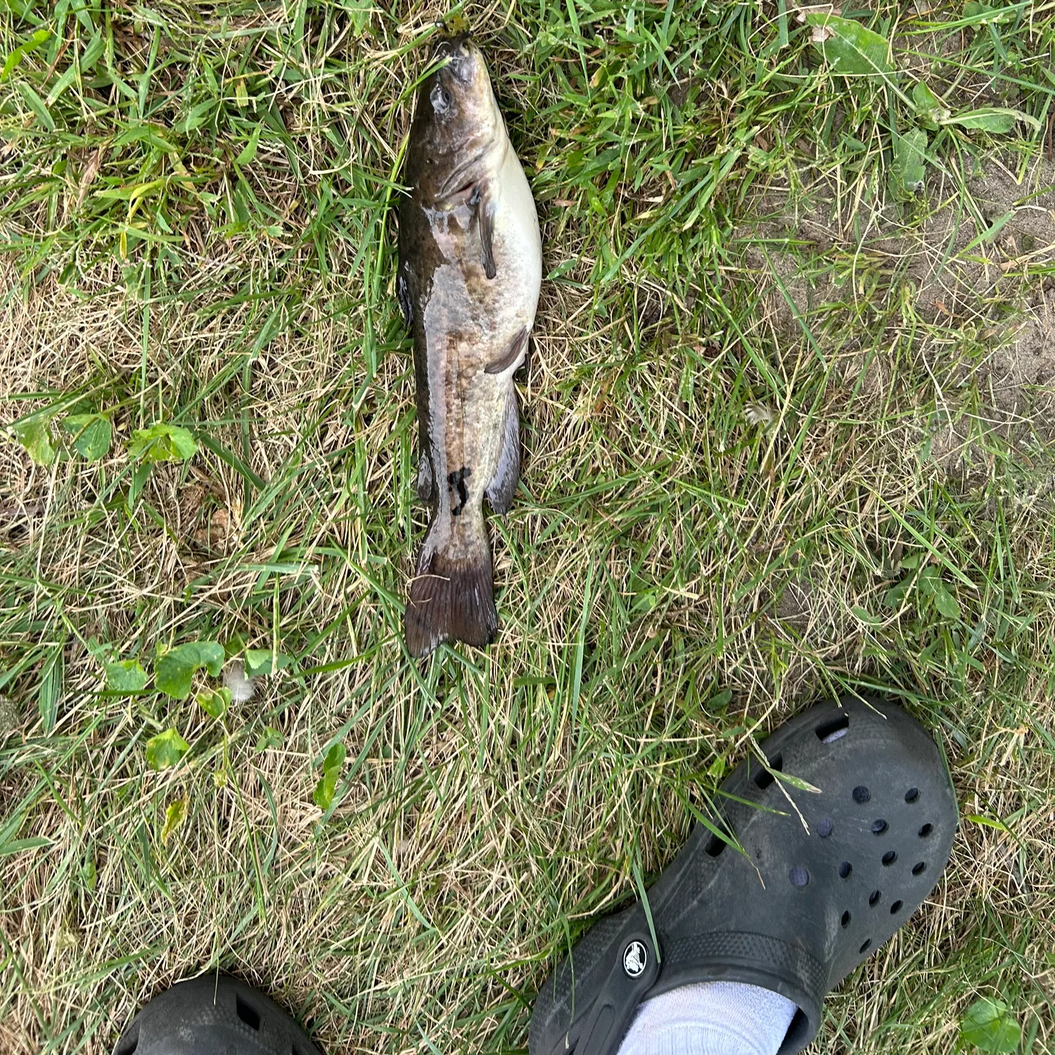 Black bullhead caught on Fishbrain