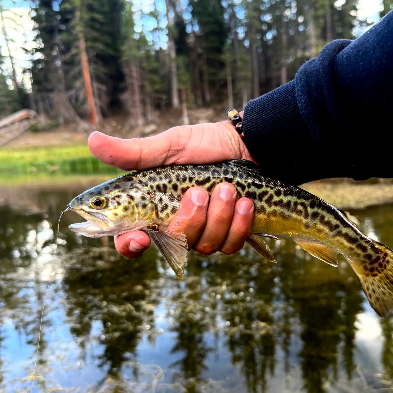 Tiger trout caught on Fishbrain