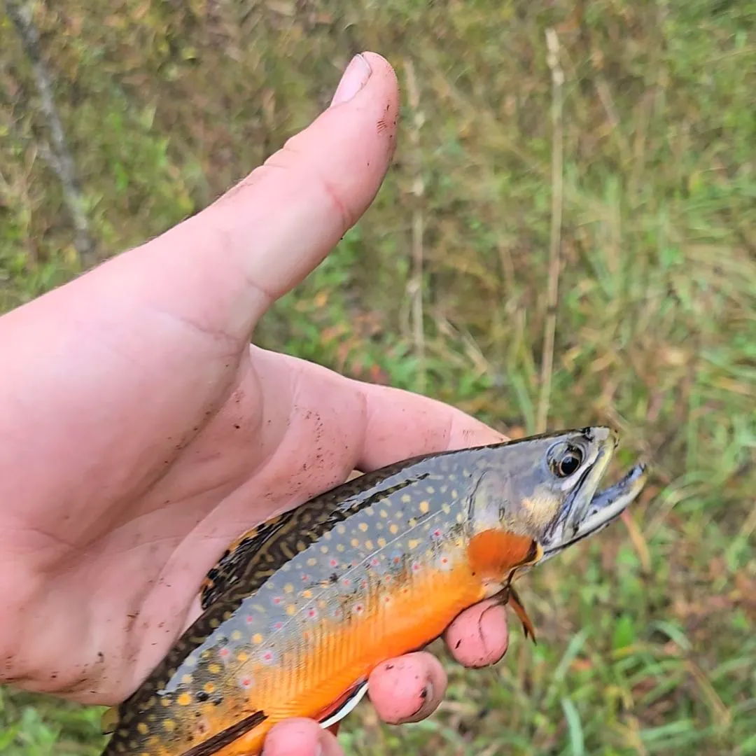 Brook trout caught on Fishbrain