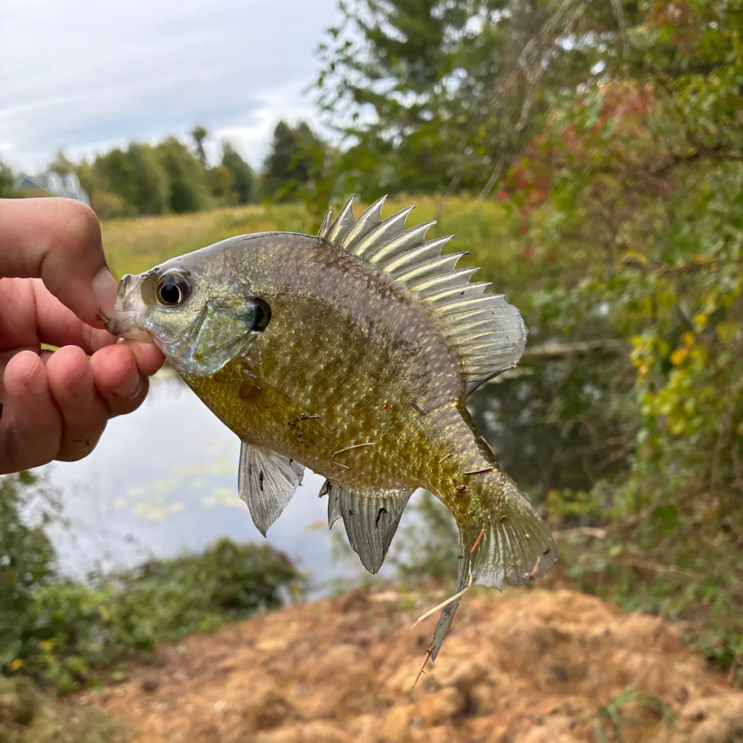 Bluegill caught on Fishbrain