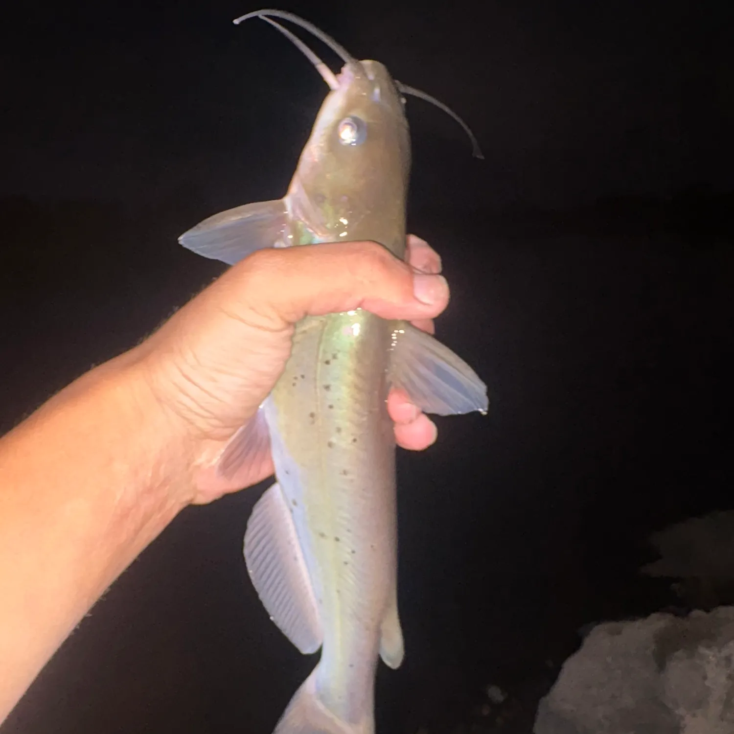 Channel catfish caught on Fishbrain