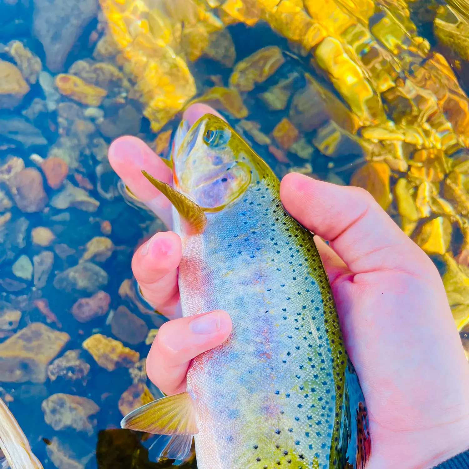 The most recent Cutthroat trout catches on Fishbrain