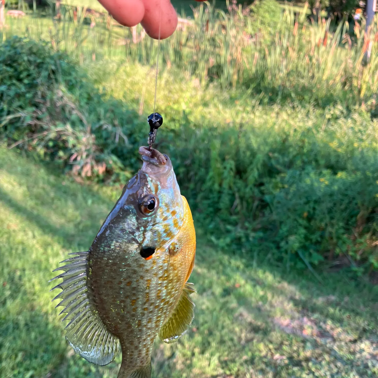 Pumpkinseed caught on Fishbrain
