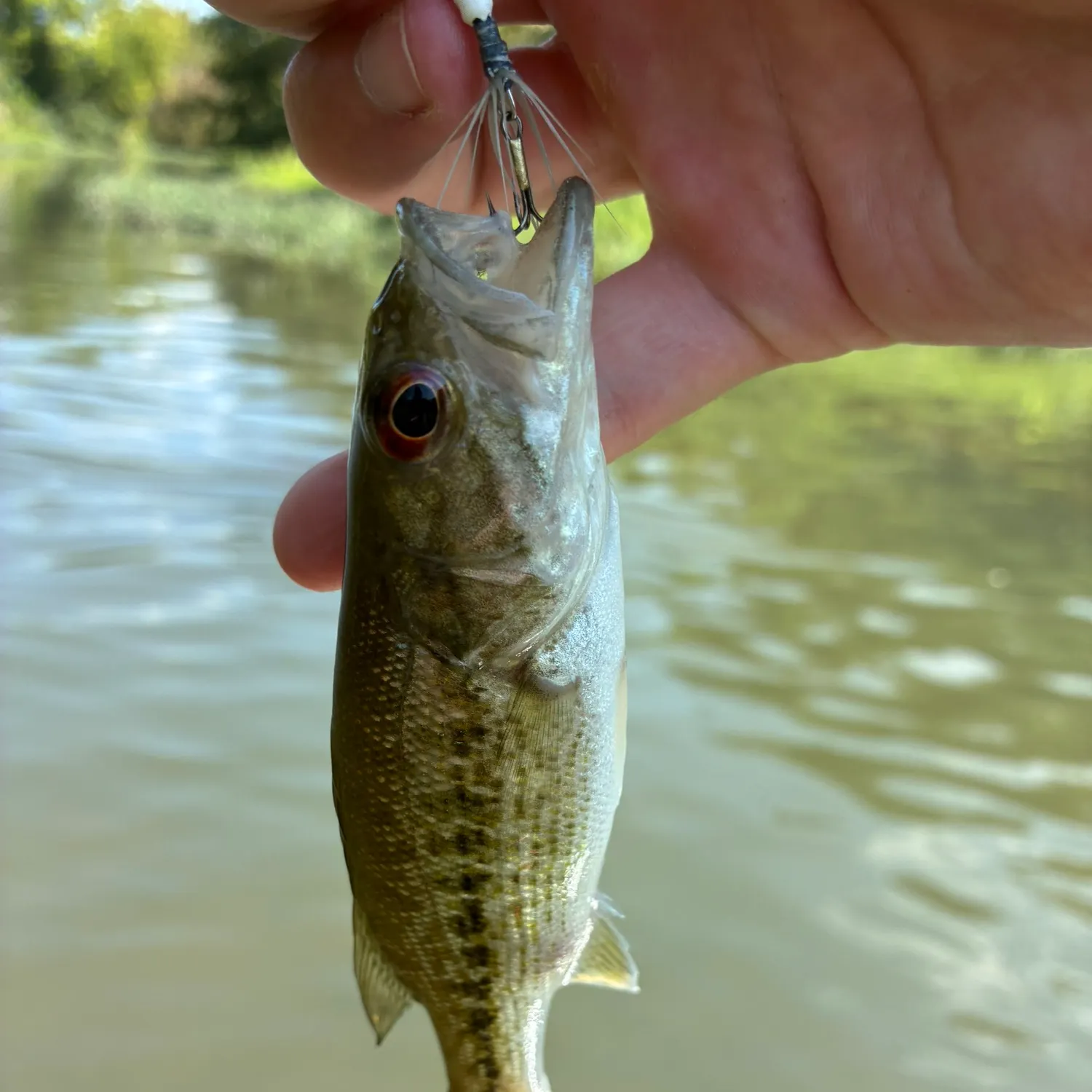 Spotted bass caught on Fishbrain