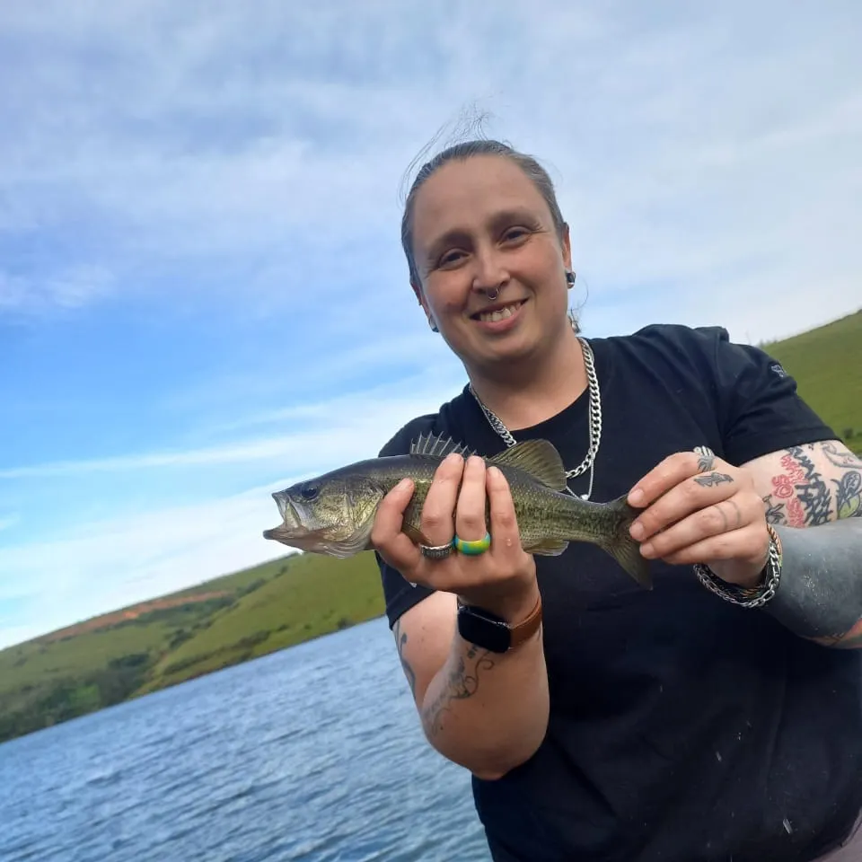 The most recent Smallmouth bass catches on Fishbrain