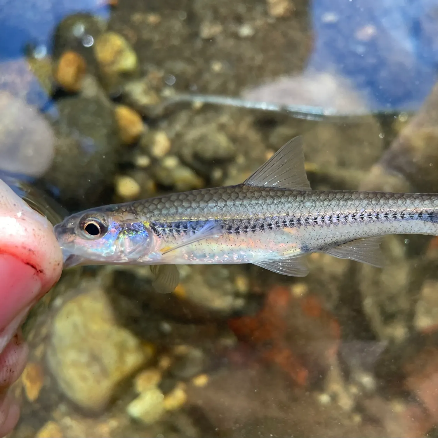 The most recent Rosyface chub catches on Fishbrain